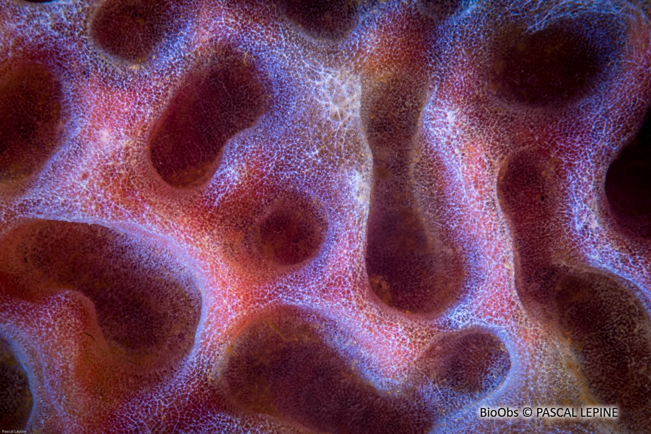 Eponge-vase fluo - Callyspongia (Cladochalina) plicifera - PASCAL LEPINE - BioObs