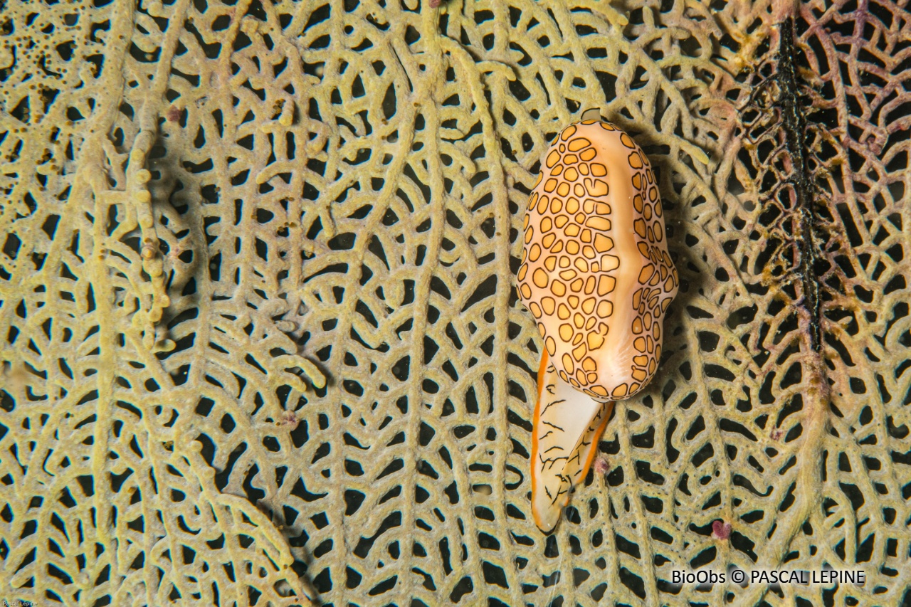 Monnaie caraïbe à ocelles - Cyphoma gibbosum - PASCAL LEPINE - BioObs