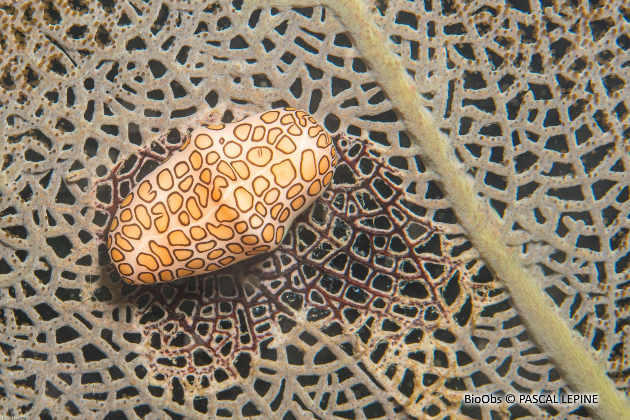 Monnaie caraïbe à ocelles - Cyphoma gibbosum - PASCAL LEPINE - BioObs