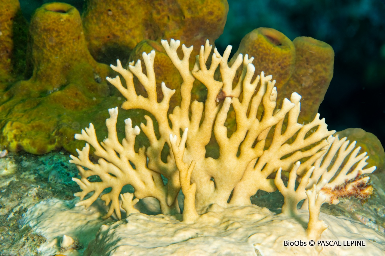Corail de feu branchu - Millepora alcicornis - PASCAL LEPINE - BioObs