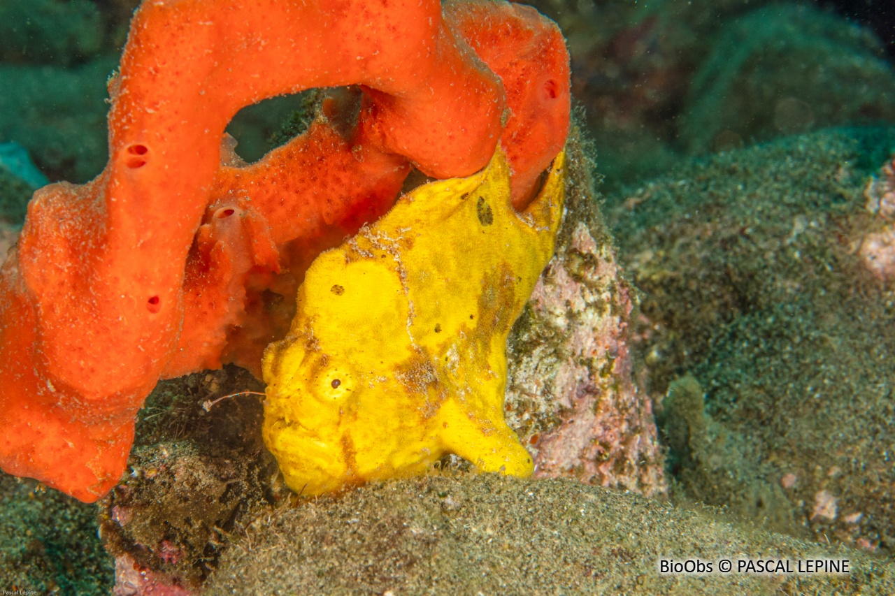 Antennaire longue ligne - Antennarius multiocellatus - PASCAL LEPINE - BioObs