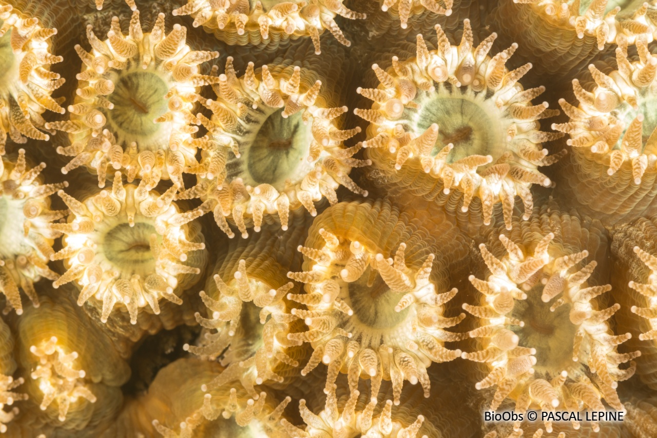 Grand corail étoilé - Montastraea cavernosa - PASCAL LEPINE - BioObs