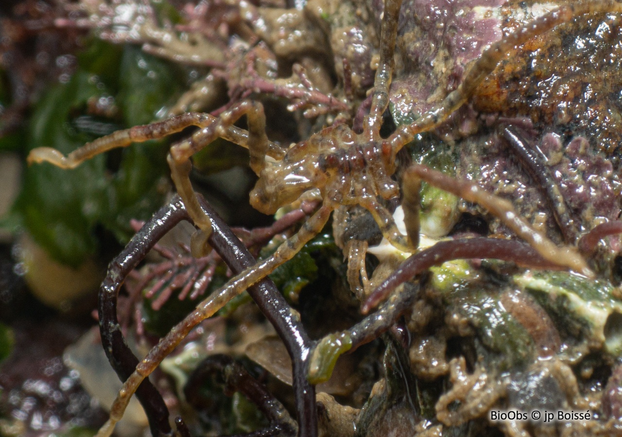 Araignée à bande brune du Pacifique - Ammothea hilgendorfi - jp Boissé - BioObs