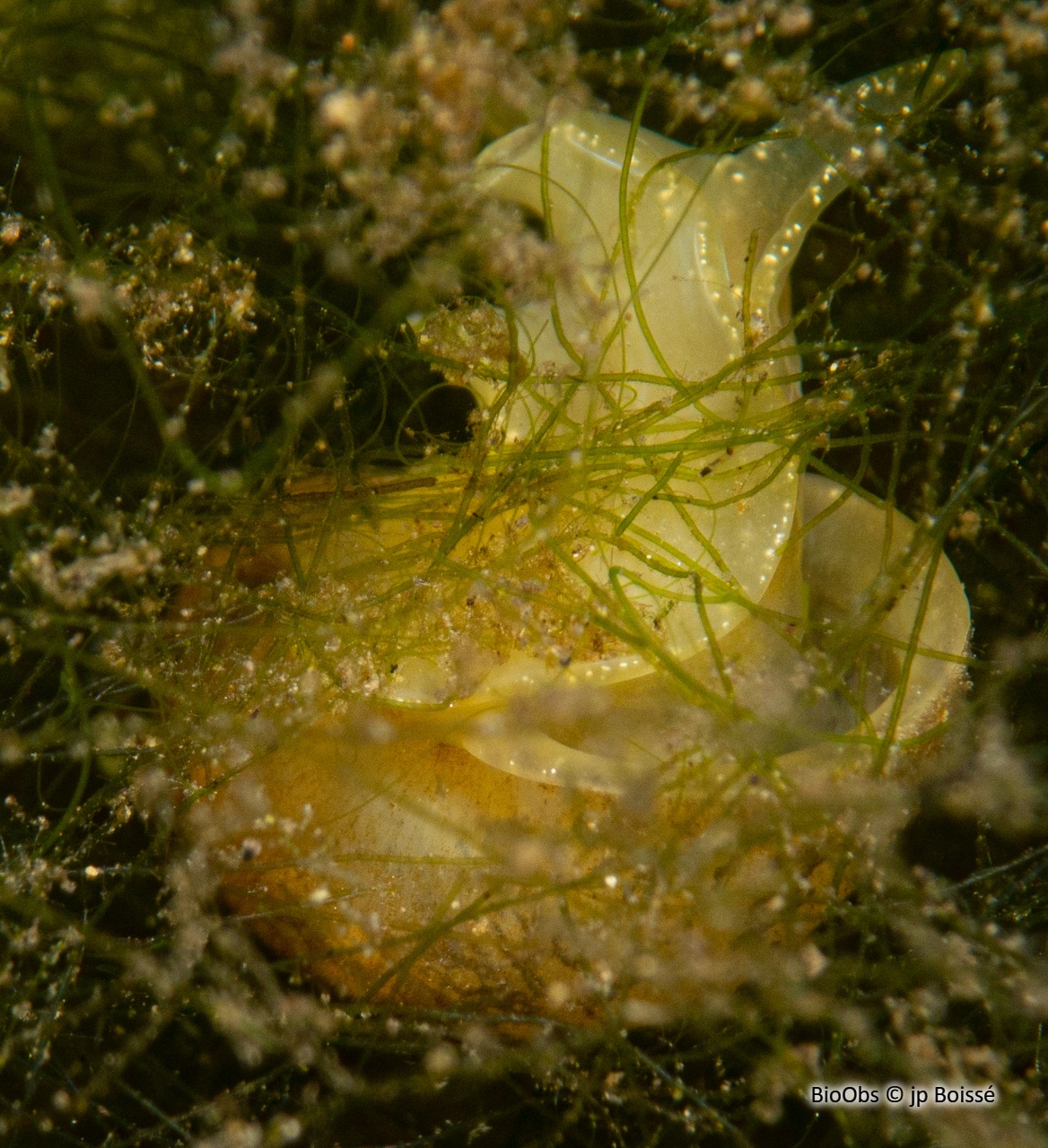 Grande limnée - Lymnaea stagnalis - jp Boissé - BioObs