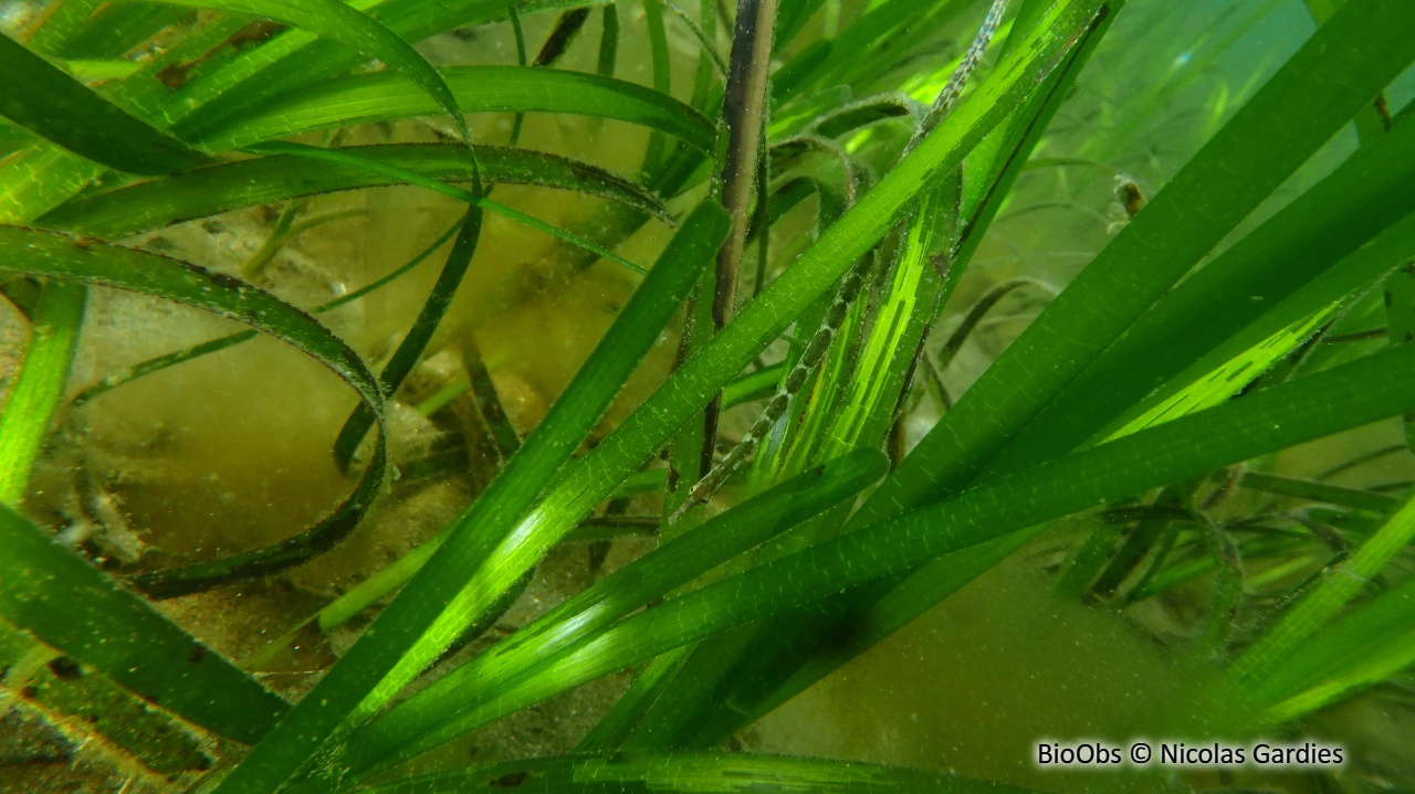 Nérophis à nez droit - Nerophis ophidion - Nicolas Gardies - BioObs