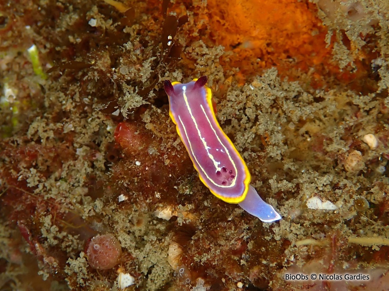 Doris de Krohn - Felimida krohni - Nicolas Gardies - BioObs