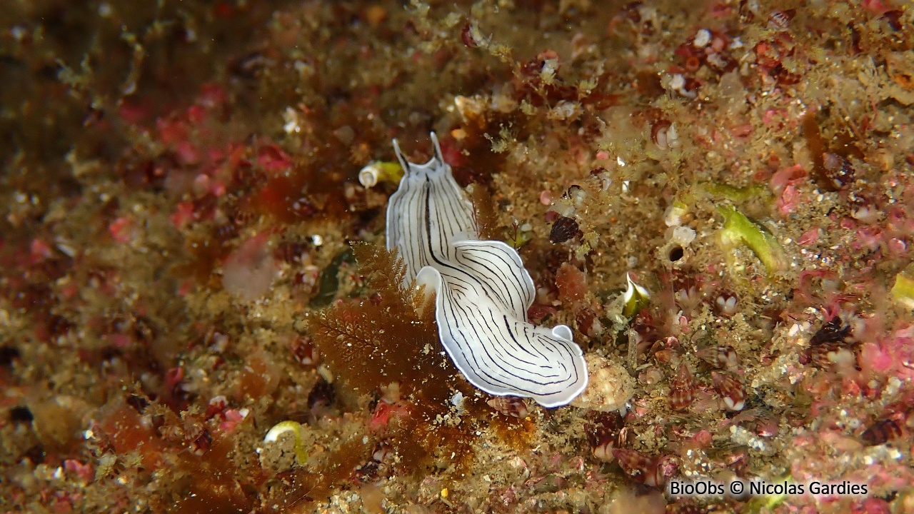 Planaire blanche - Prostheceraeus vittatus - Nicolas Gardies - BioObs