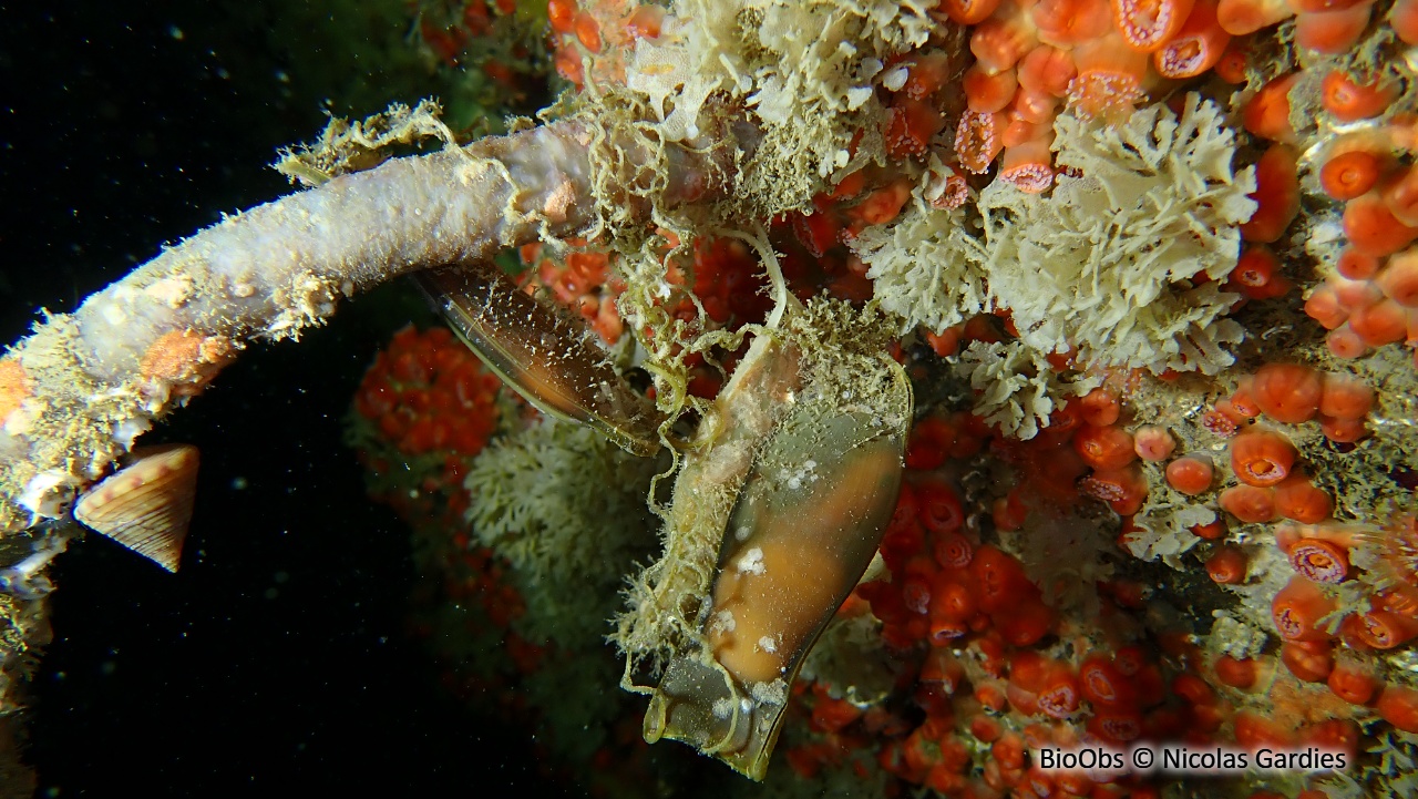 Petite roussette -Ponte - Scyliorhinus - Nicolas Gardies - BioObs