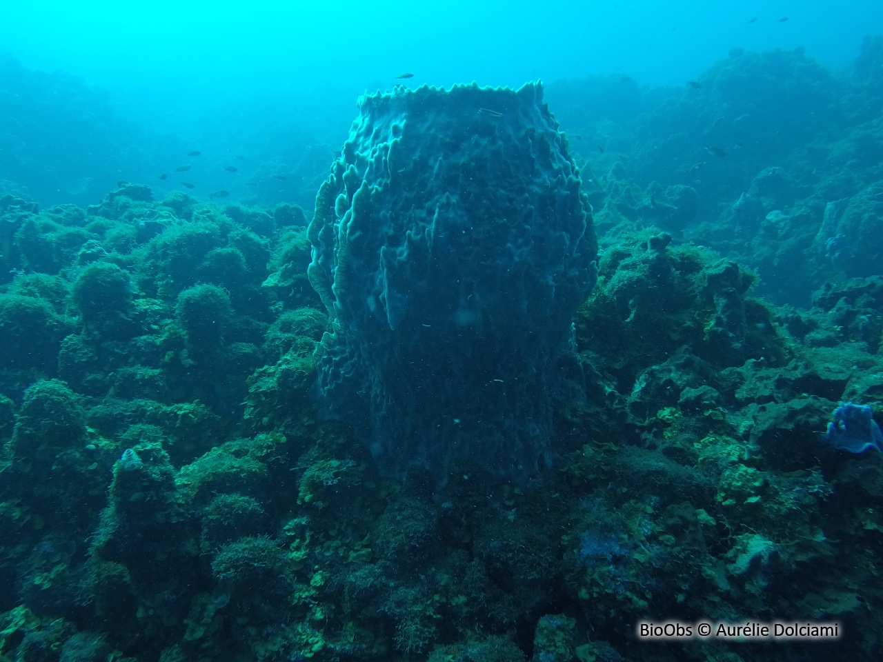 Baril de rhum - Xestospongia muta - Aurélie Dolciami - BioObs
