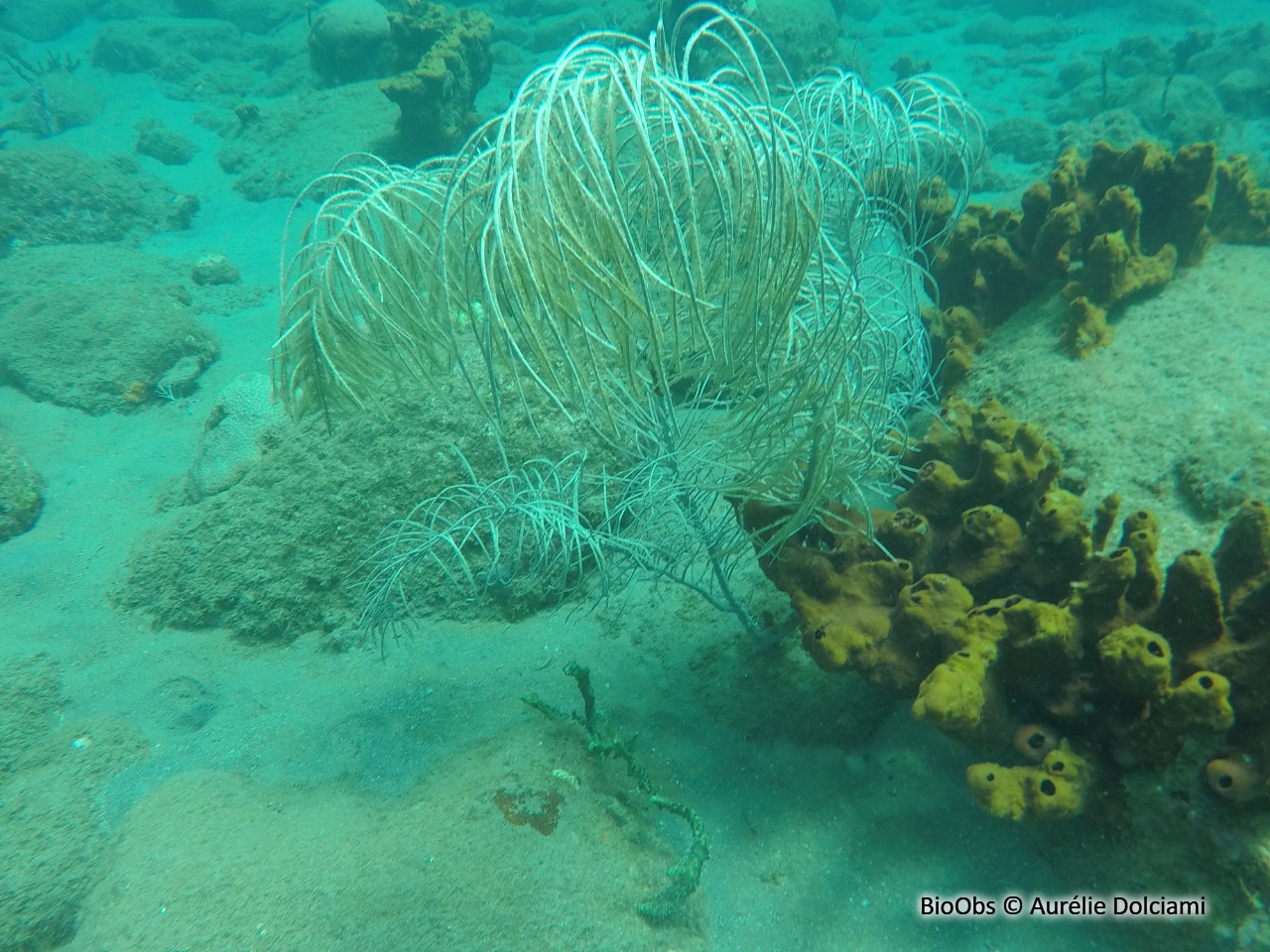 Gorgone plume - Antillogorgia acerosa - Aurélie Dolciami - BioObs