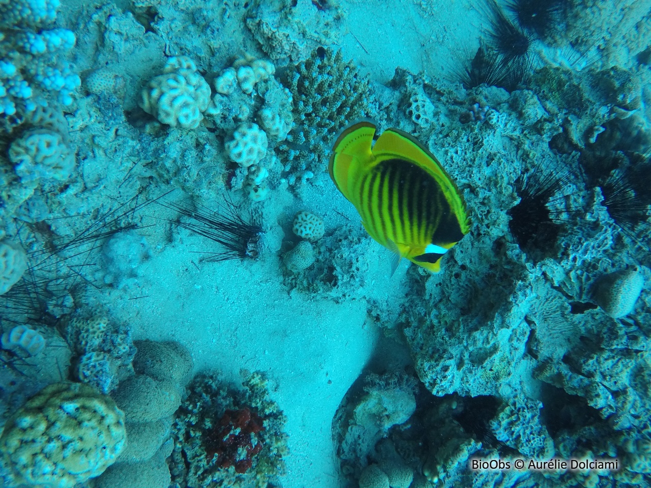 Poisson raton laveur de mer rouge - Chaetodon fasciatus - Aurélie Dolciami - BioObs