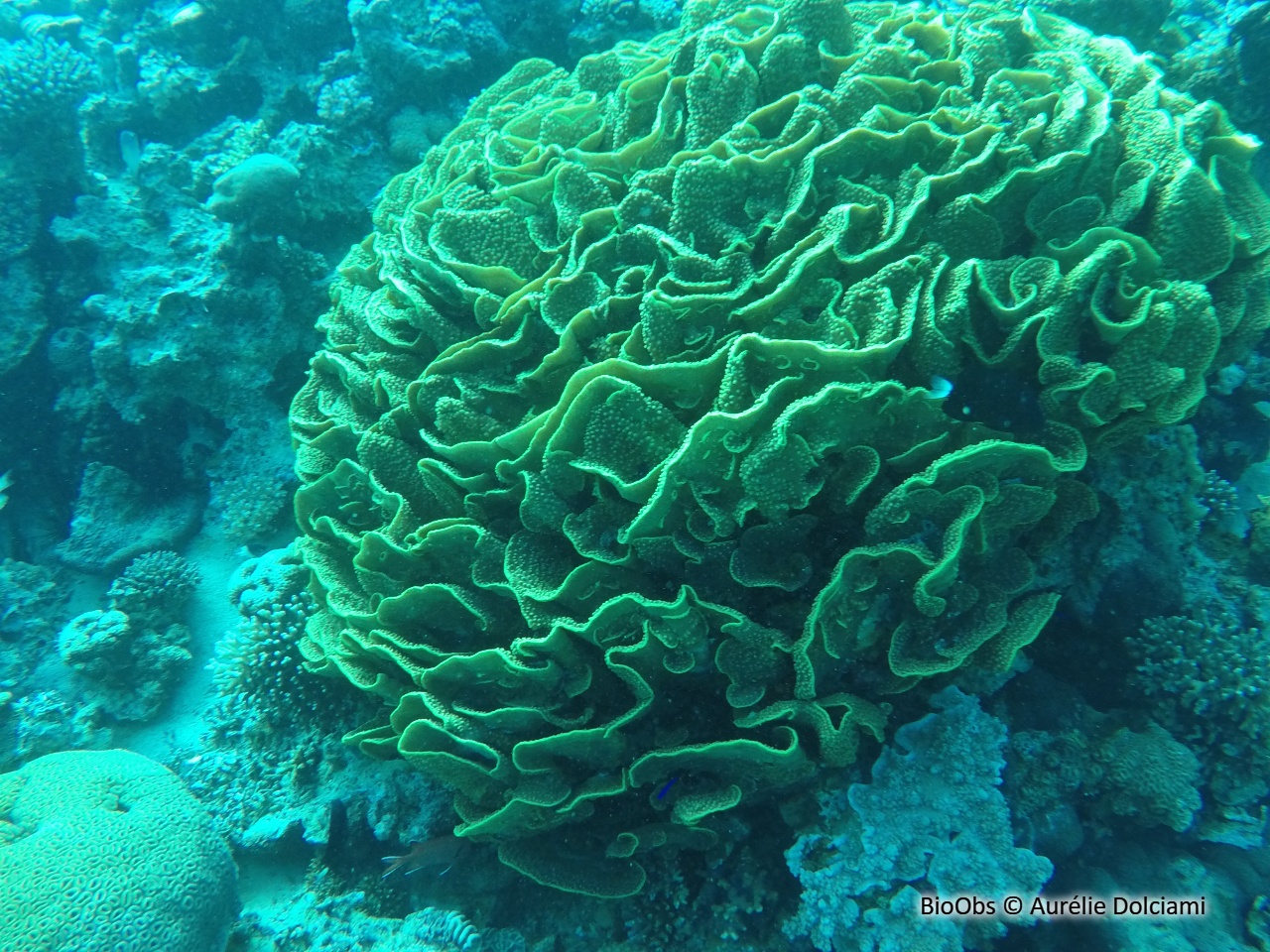 Turbinaire jaune - Turbinaria reniformis - Aurélie Dolciami - BioObs
