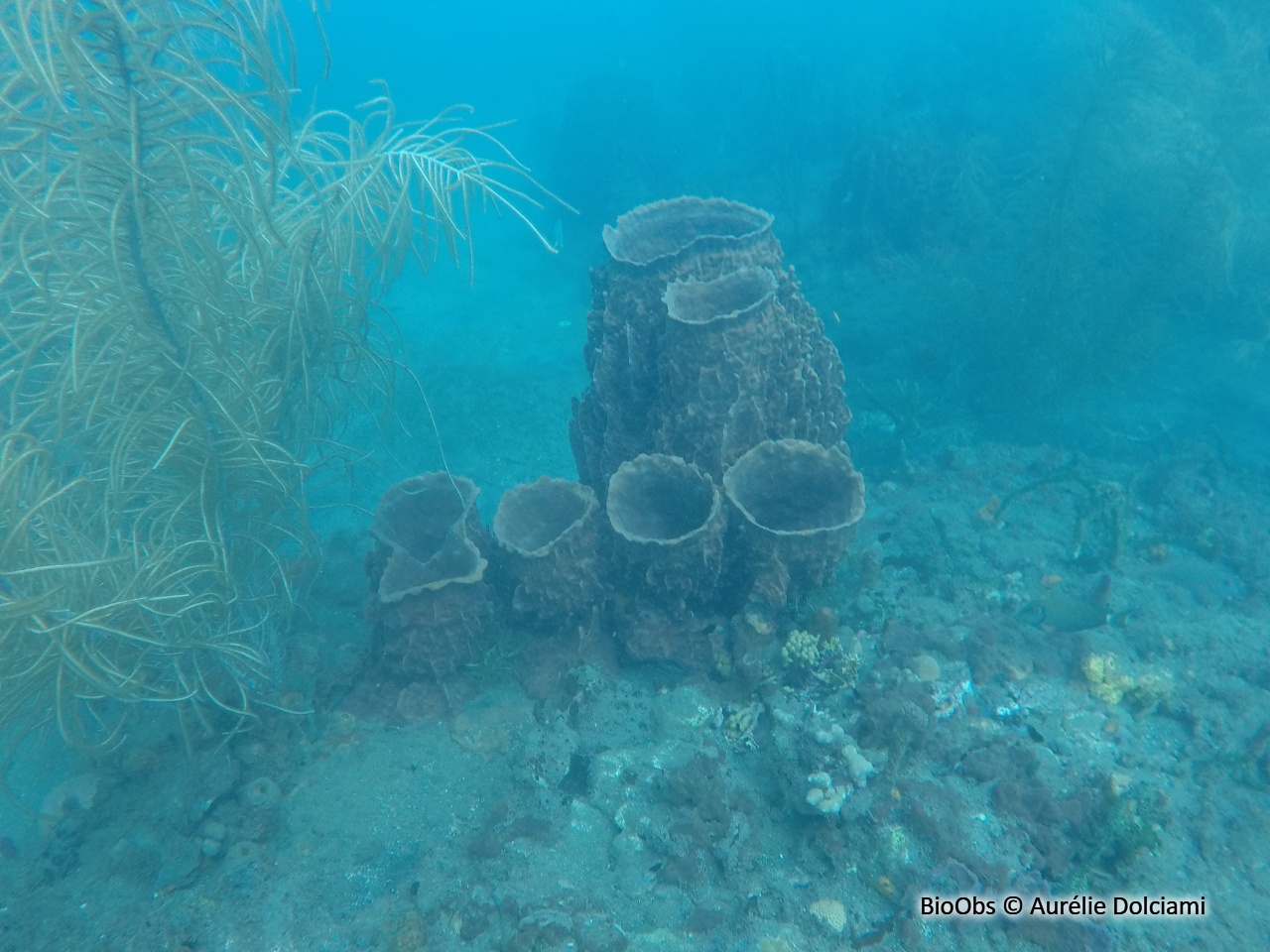 Baril de rhum - Xestospongia muta - Aurélie Dolciami - BioObs