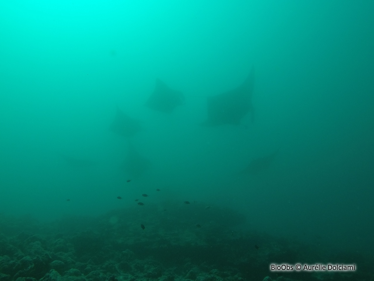 Manta diable - Mobula tarapacana - Aurélie Dolciami - BioObs