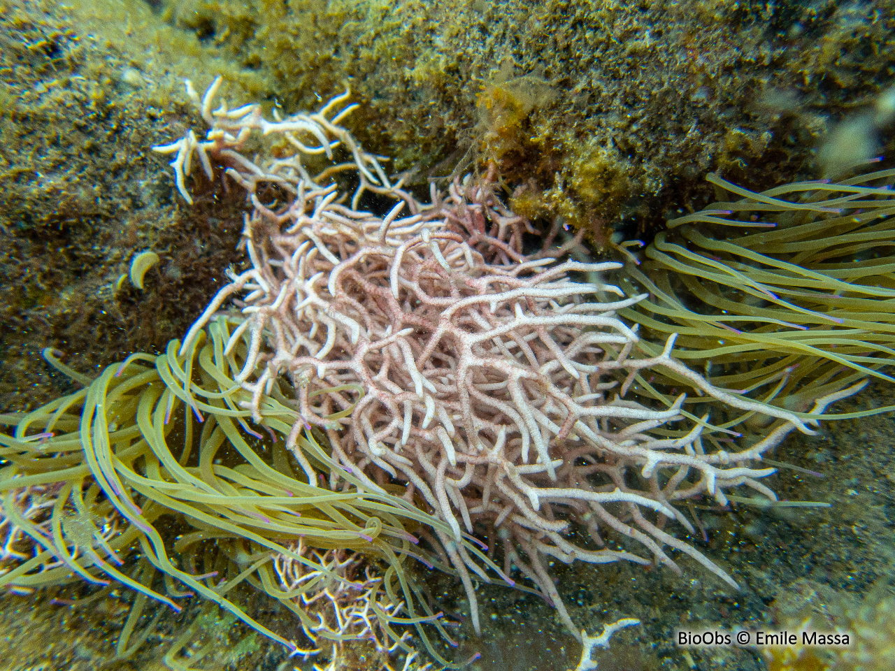 Liagore - Liagora viscida - Emile Massa - BioObs