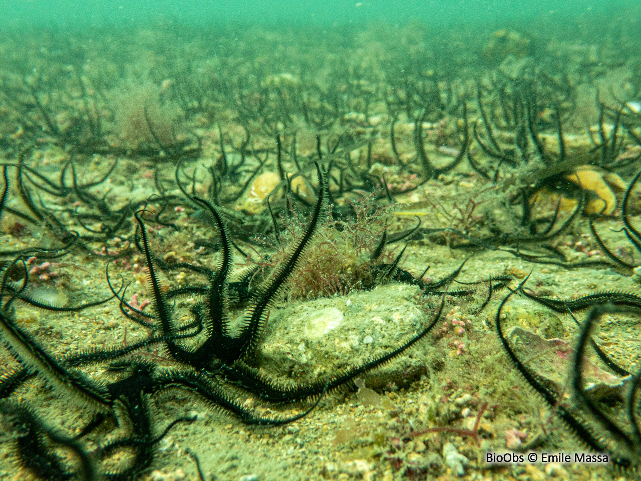 Ophiure noire - Ophiocomina nigra - Emile Massa - BioObs