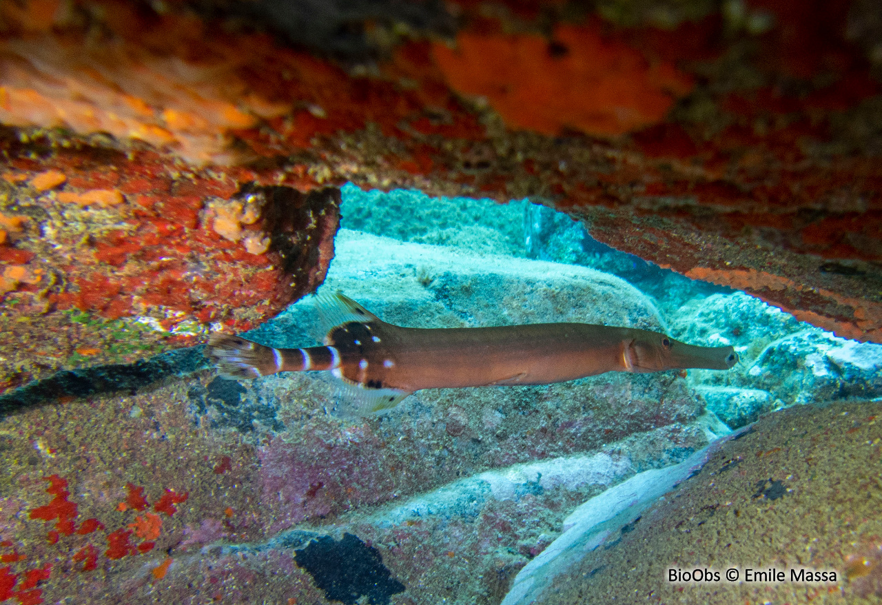 Poisson trompette de l'atlantique - Aulostomus strigosus - Emile Massa - BioObs
