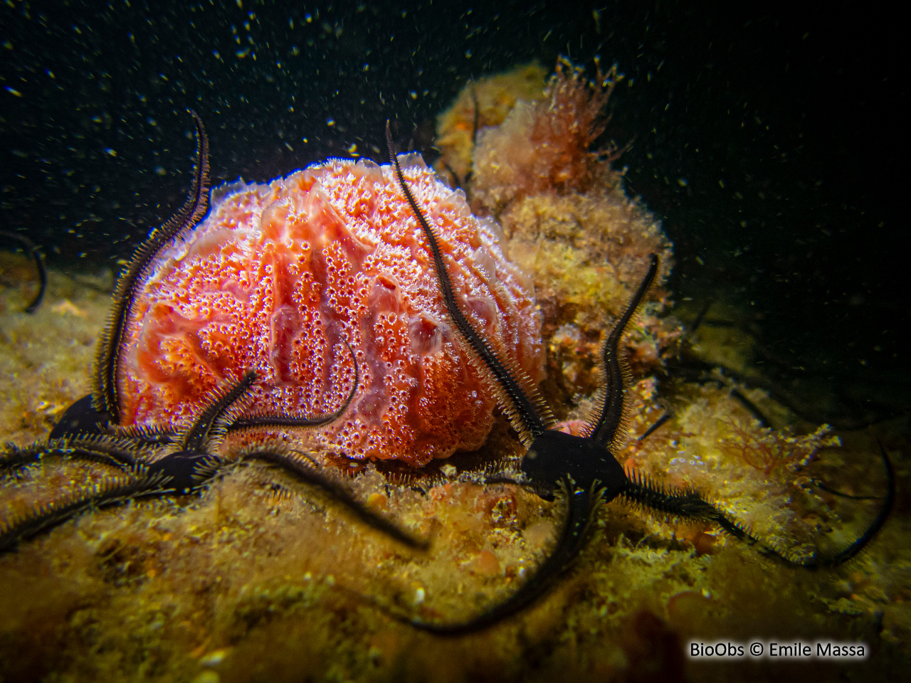 Fraise de mer - Aplidium elegans - Emile Massa - BioObs