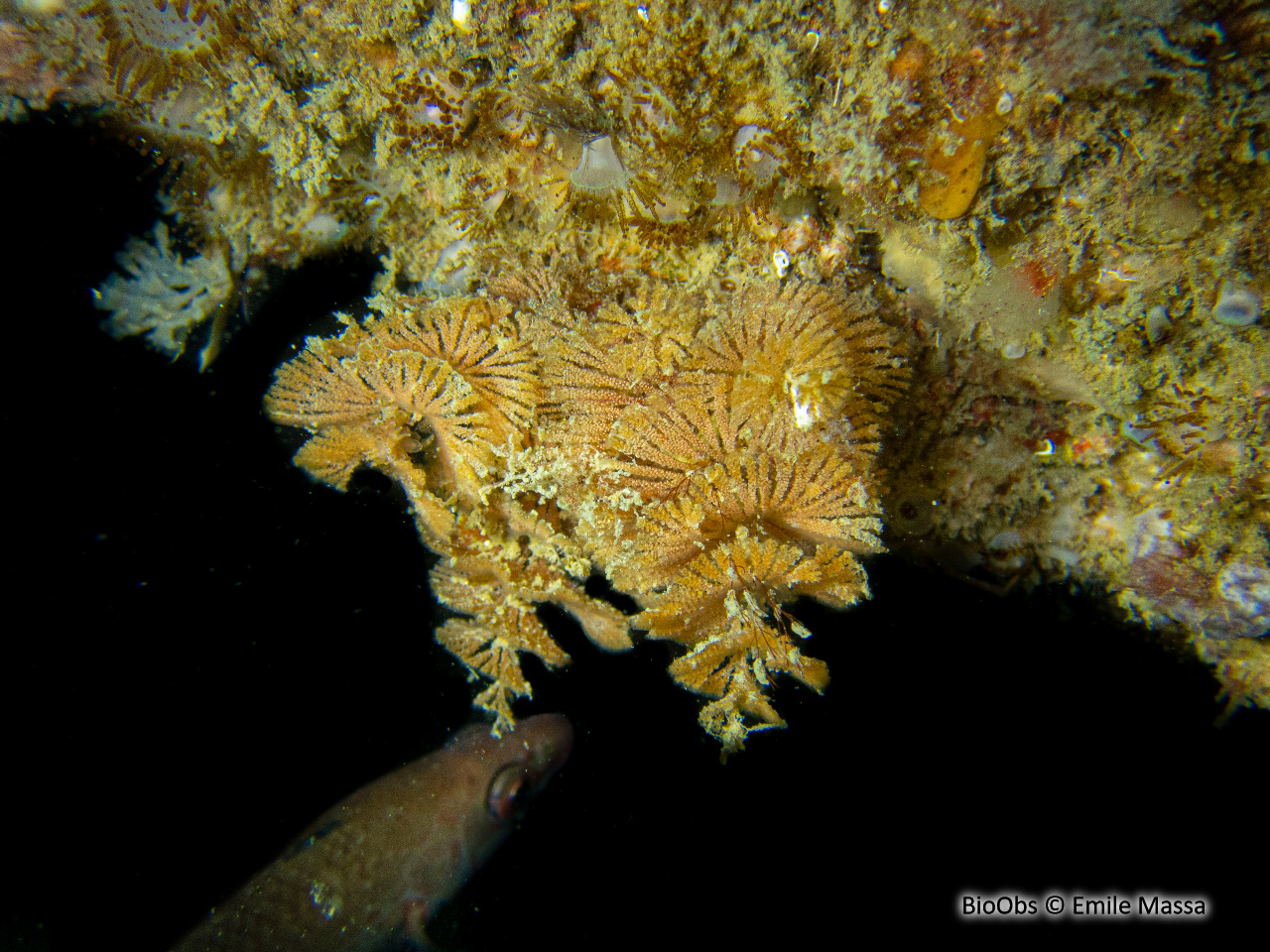Bugule spiralée - Bugulina turbinata - Emile Massa - BioObs