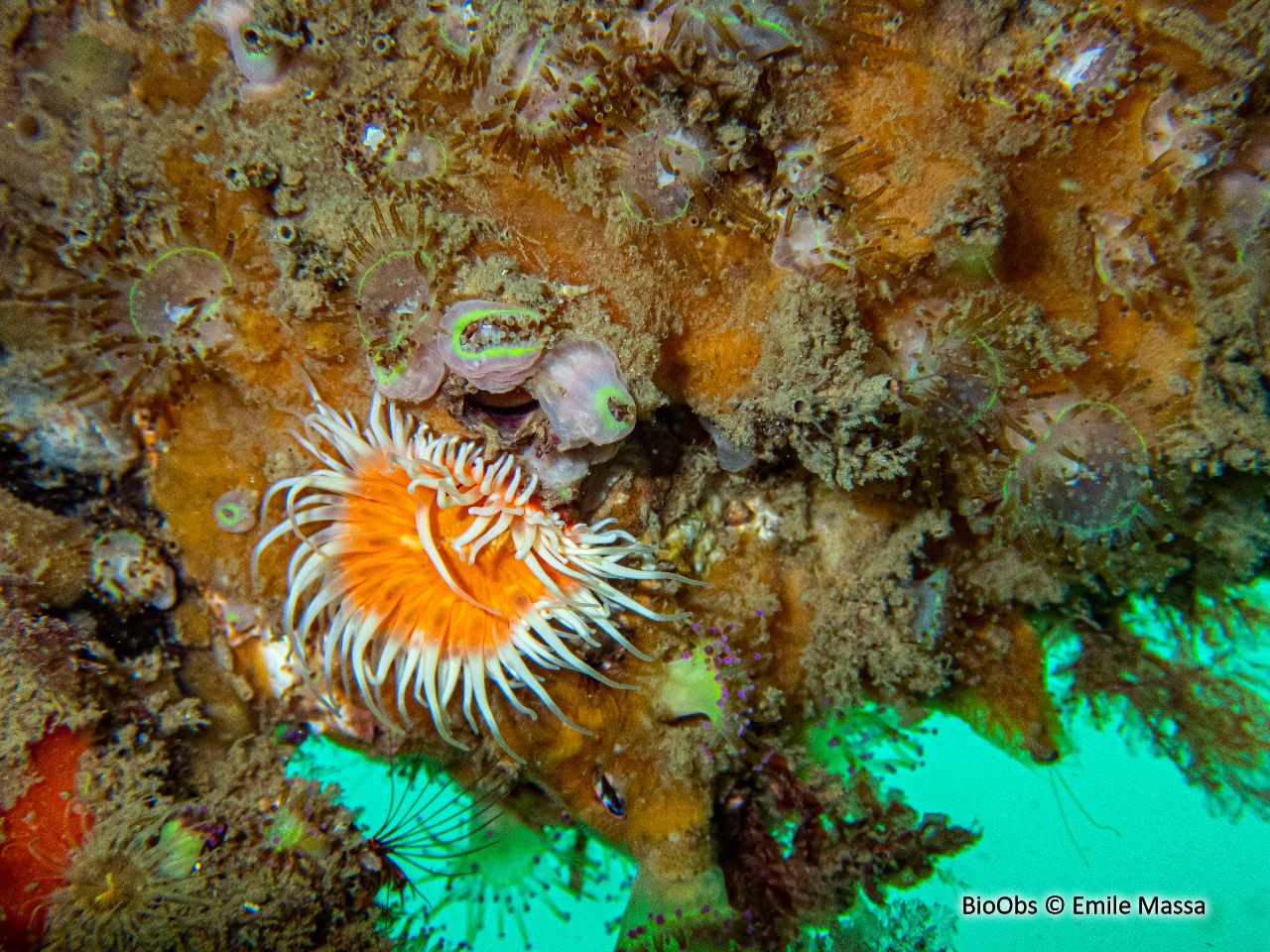 Sagartie élégante - Cylista elegans - Emile Massa - BioObs
