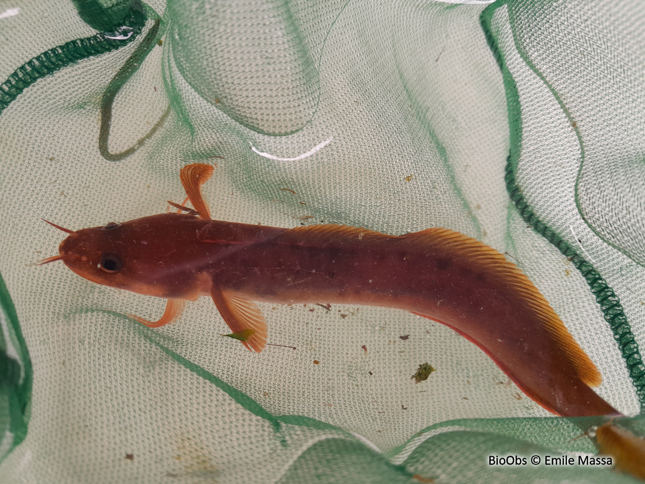 Motelle commune - Gaidropsarus vulgaris - Emile Massa - BioObs