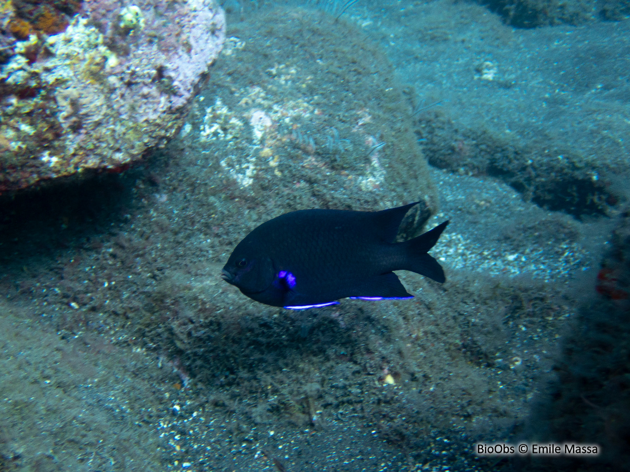 Demoiselle bleue - Abudefduf luridus - Emile Massa - BioObs