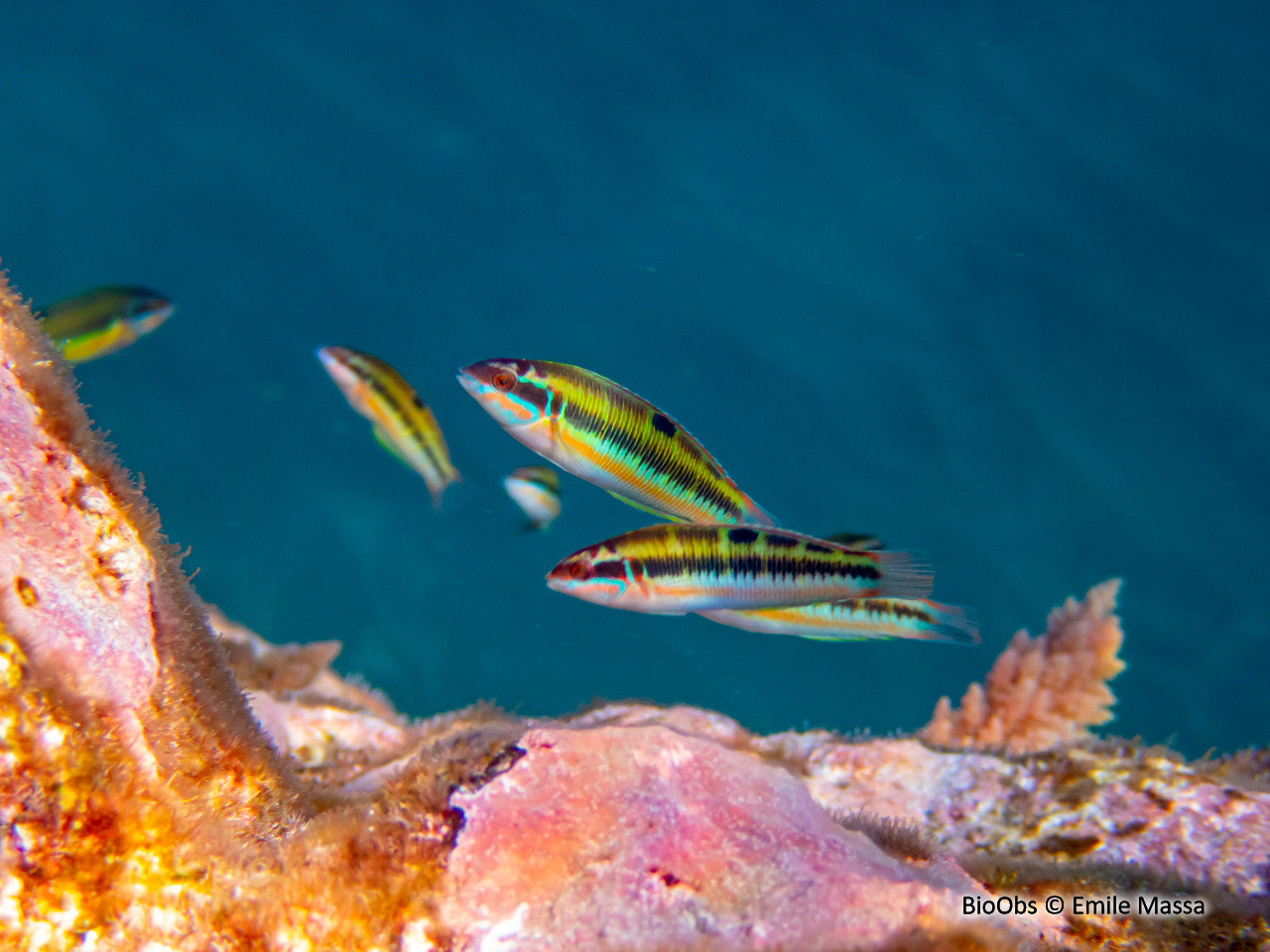 Girelle paon - Thalassoma pavo - Emile Massa - BioObs