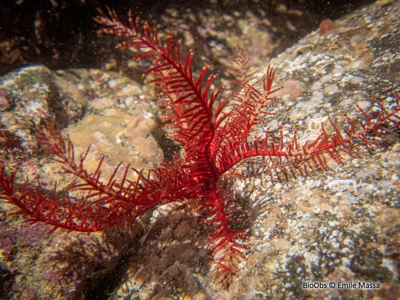 Comatule commune - Antedon bifida - Emile Massa - BioObs
