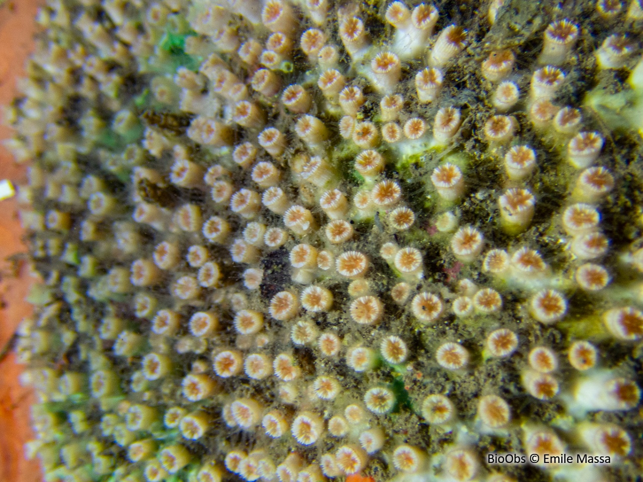 Madrépore coupe - Polycyathus muellerae - Emile Massa - BioObs
