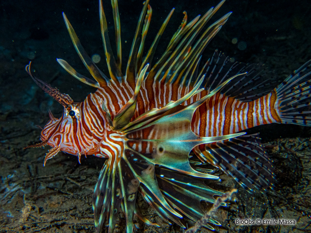 Rascasse volante de l'océan Indien - Pterois miles - Emile Massa - BioObs