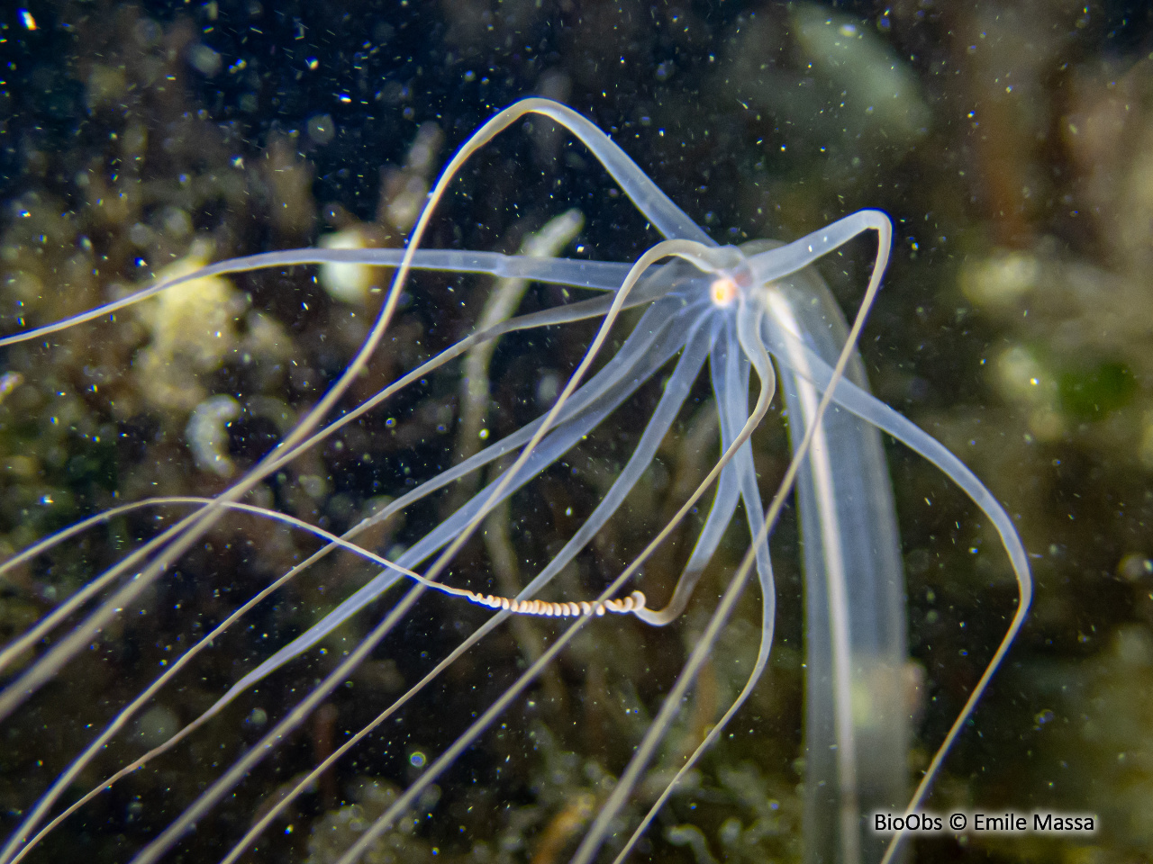 Halcampoïde - Halcampoides purpureus - Emile Massa - BioObs