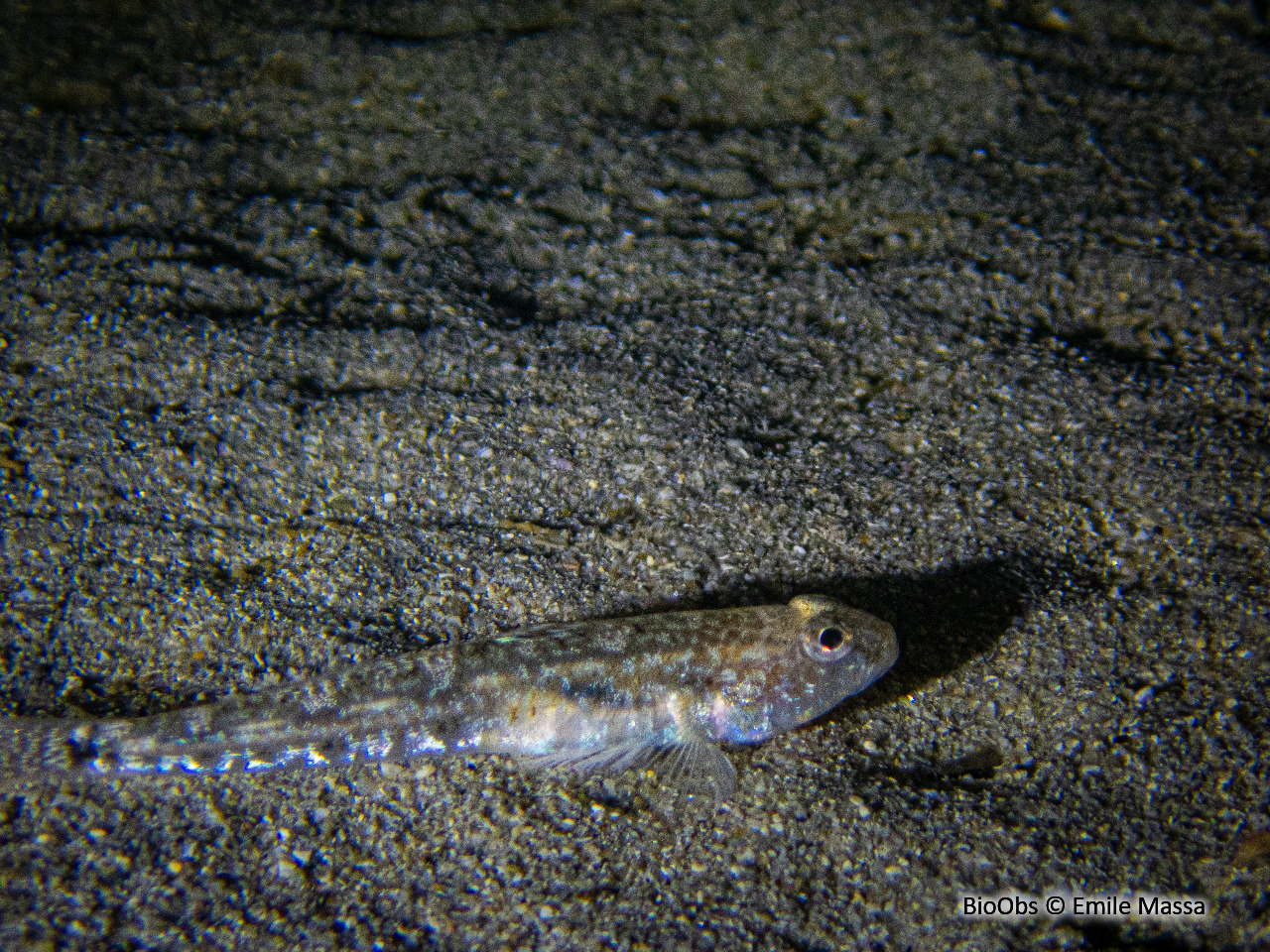 Gobie buhotte - Pomatoschistus minutus - Emile Massa - BioObs