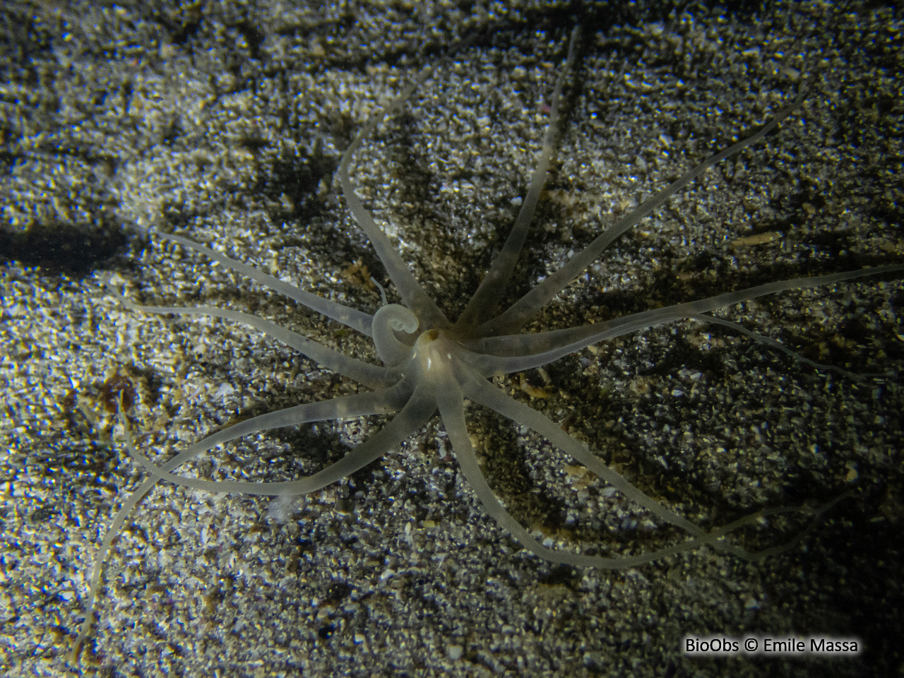 Halcampoïde étalée - Halcampoides abyssorum - Emile Massa - BioObs