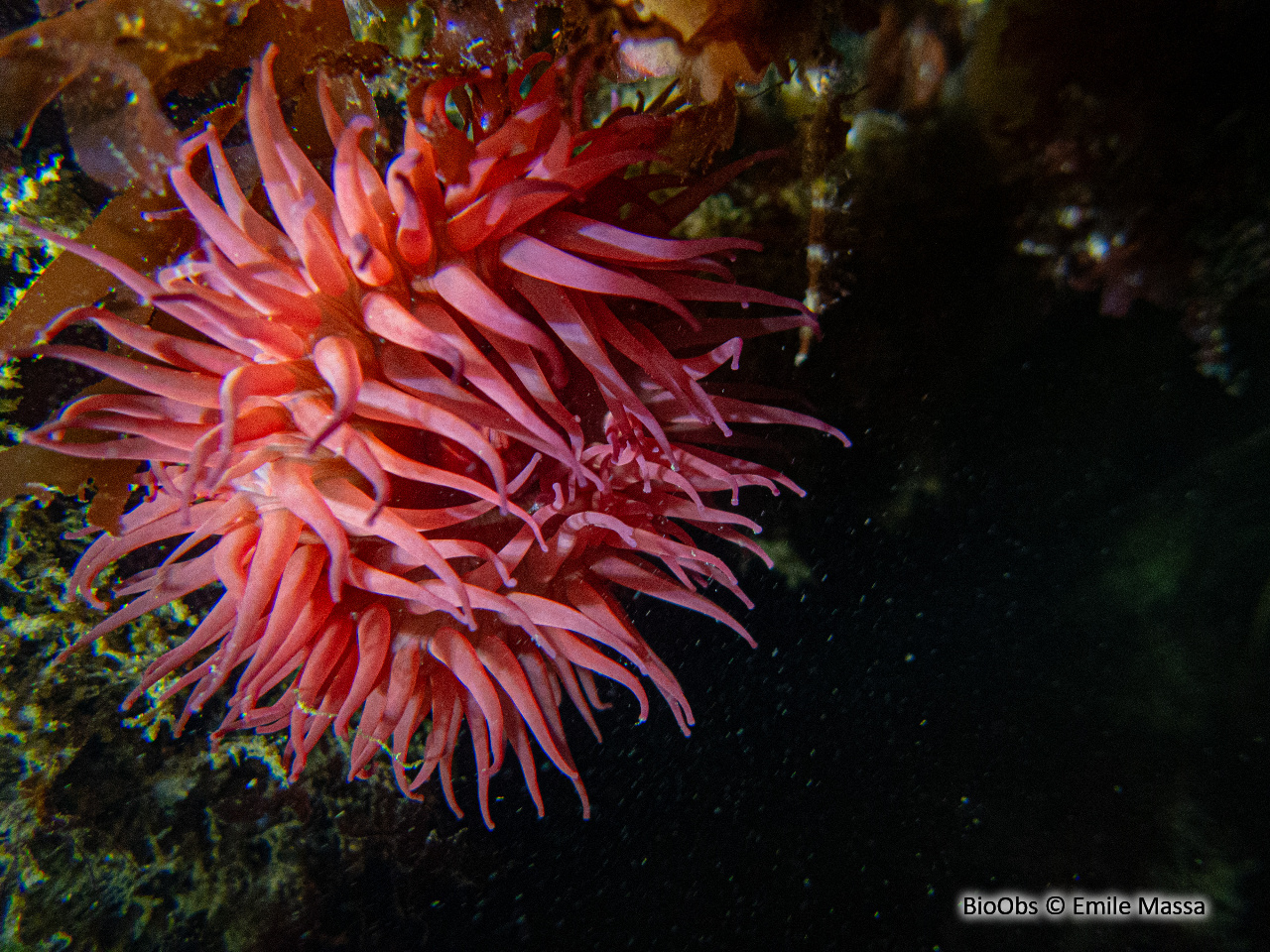 Anémone fraise - Actinia fragacea - Emile Massa - BioObs
