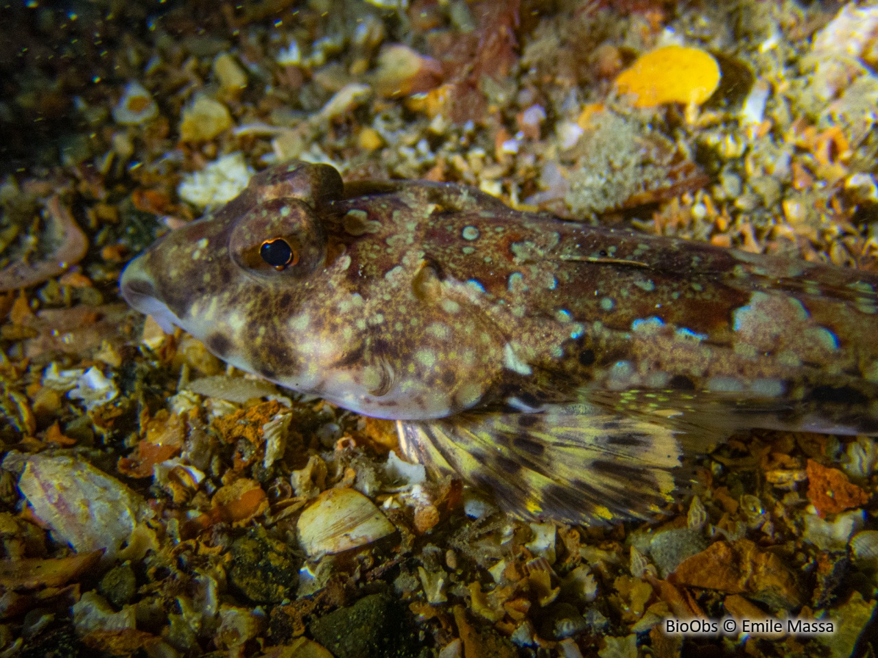 Dragonnet réticulé - Callionymus reticulatus - Emile Massa - BioObs