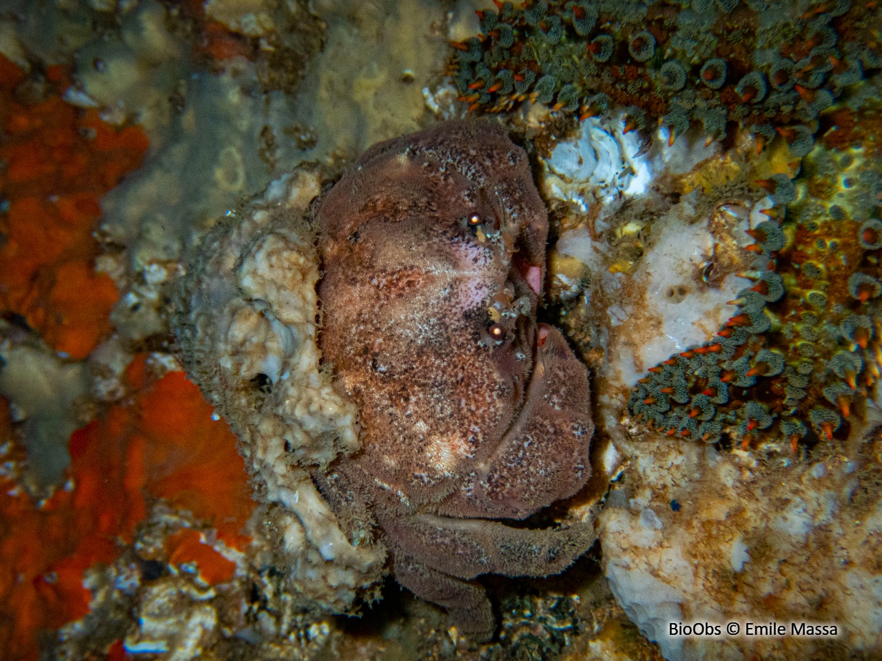 Dromie, petit crabe - Dromia personata - Emile Massa - BioObs