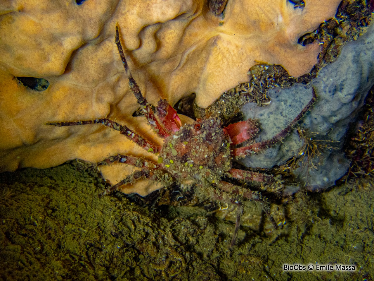 Araignée de mer ridée - Herbstia condyliata - Emile Massa - BioObs
