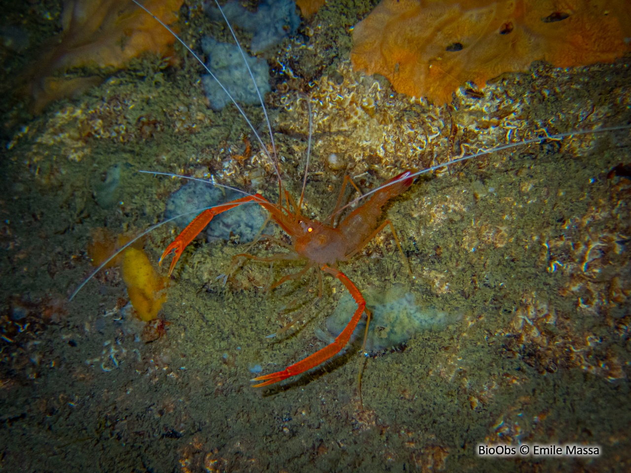 Crevette cavernicole à grandes pinces - Stenopus spinosus - Emile Massa - BioObs