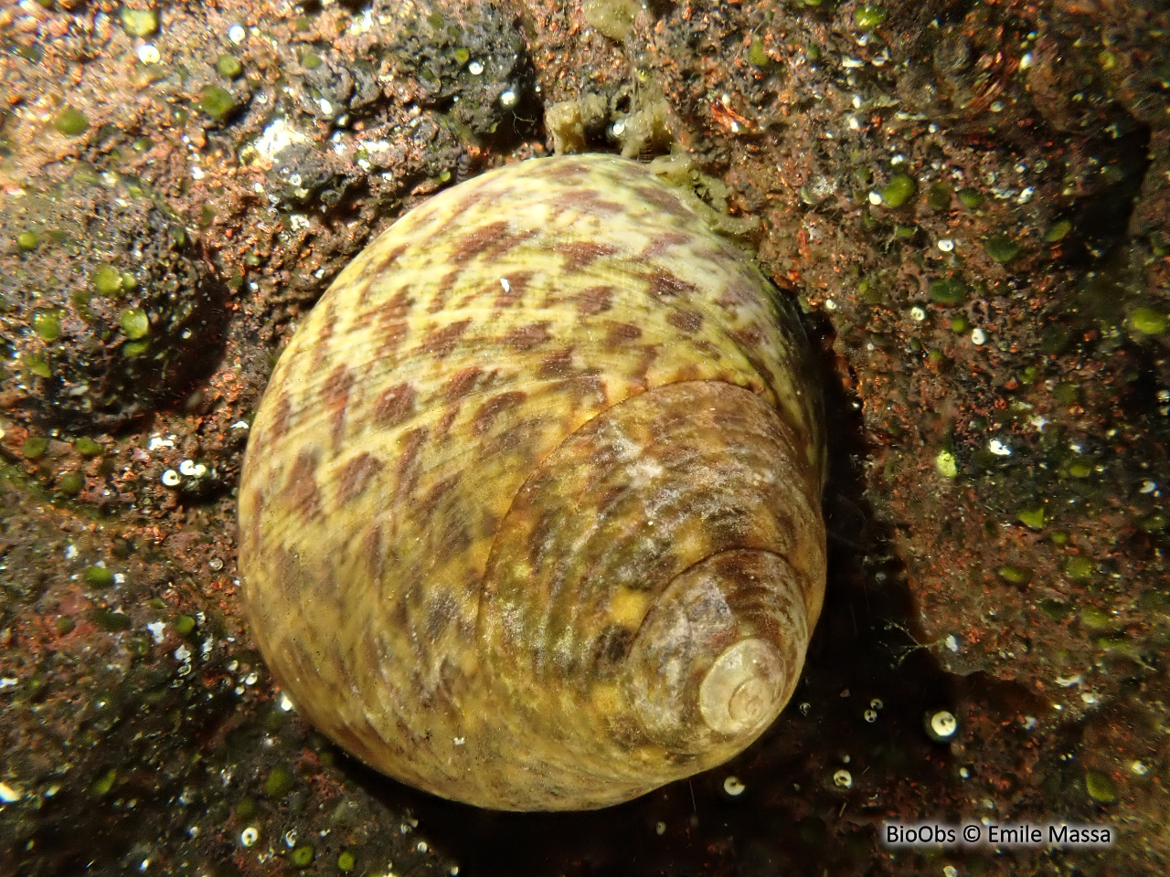 Gibbule toupie - Phorcus turbinatus - Emile Massa - BioObs
