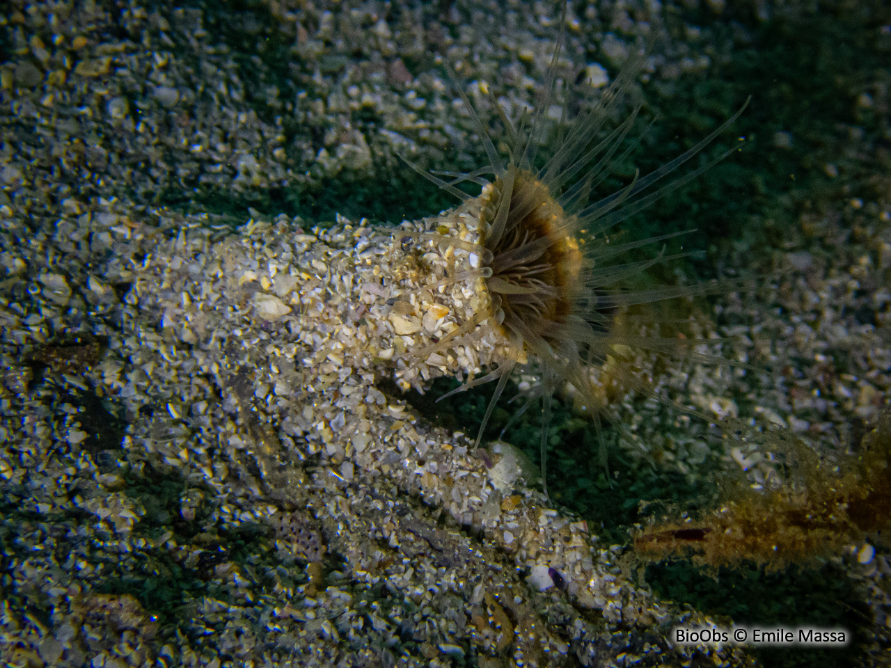 Petit cérianthe - Cerianthus lloydii - Emile Massa - BioObs