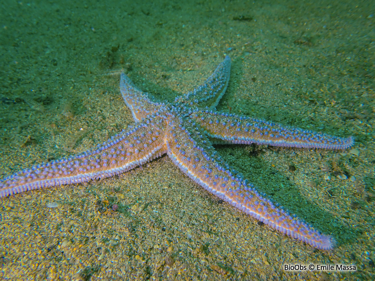 Etoile de mer commune - Asterias rubens - Emile Massa - BioObs