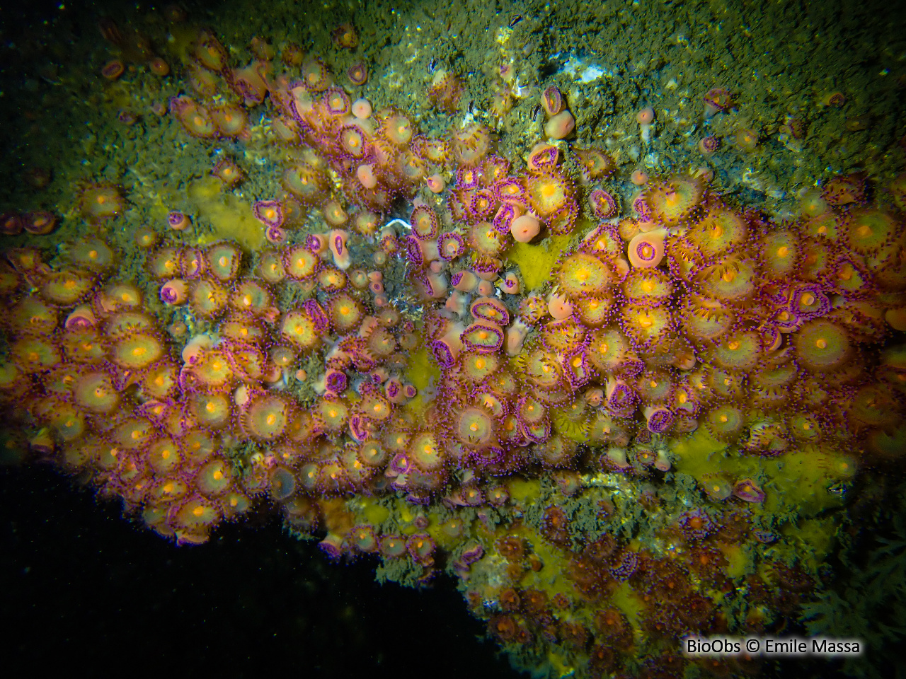 Anémone bijou - Corynactis viridis - Emile Massa - BioObs