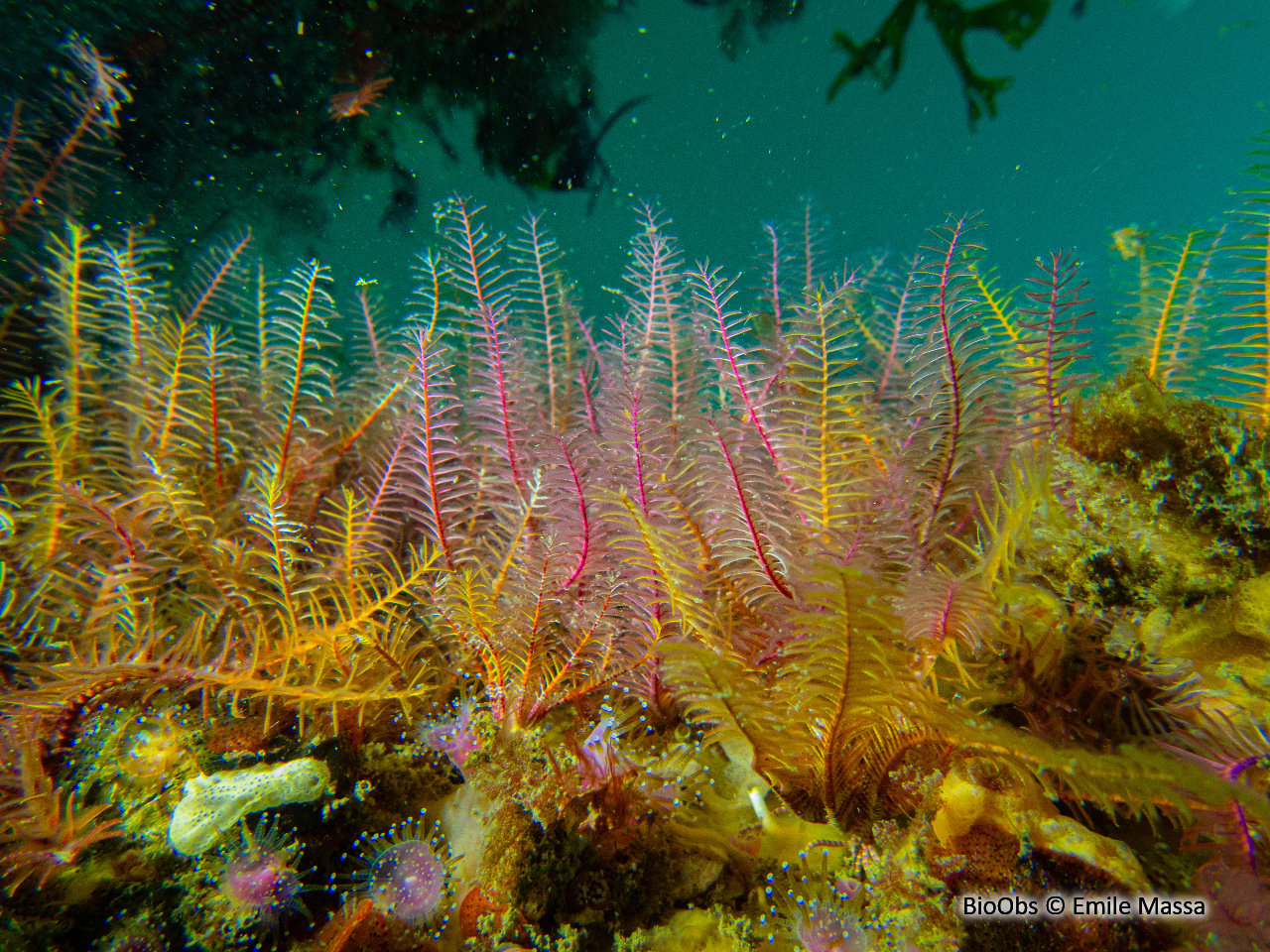 Comatule commune - Antedon bifida - Emile Massa - BioObs