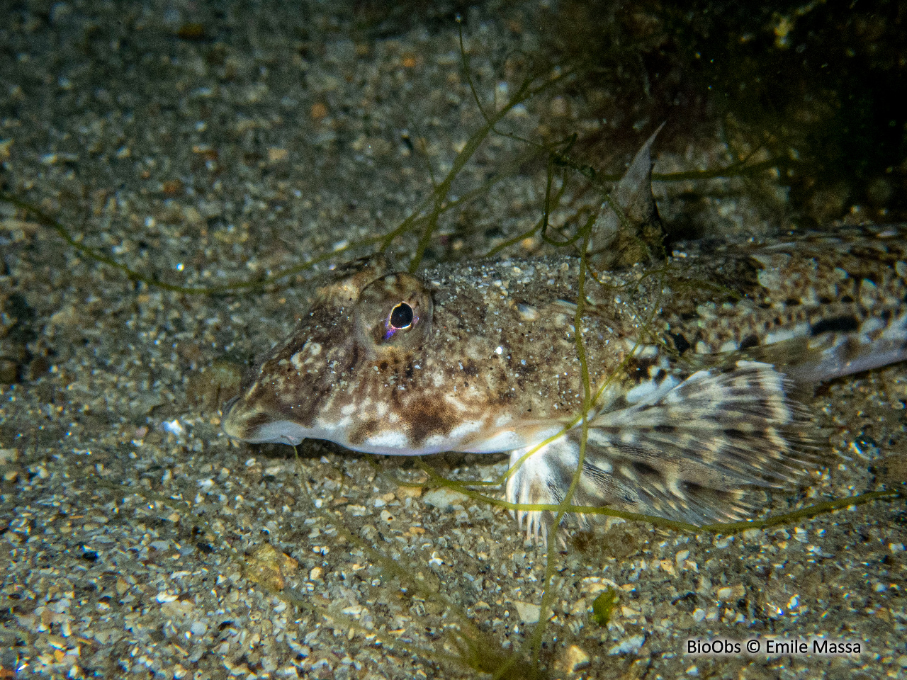Dragonnet - Callionymus lyra - Emile Massa - BioObs