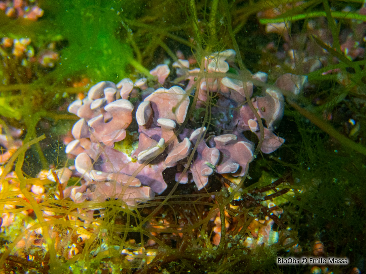Maërl palmé - Lithophyllum fasciculatum - Emile Massa - BioObs