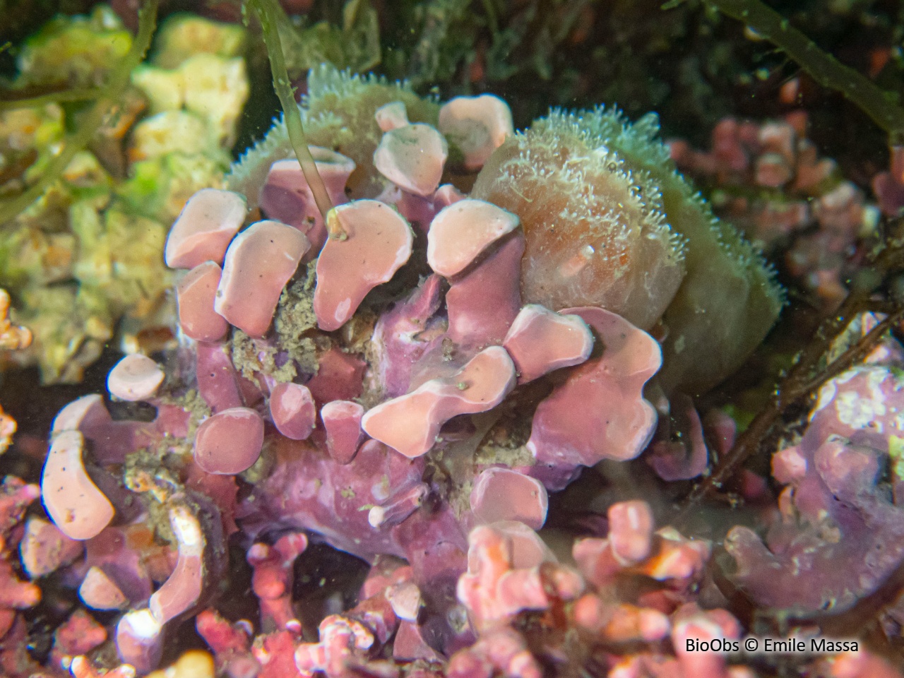 Maërl palmé - Lithophyllum fasciculatum - Emile Massa - BioObs