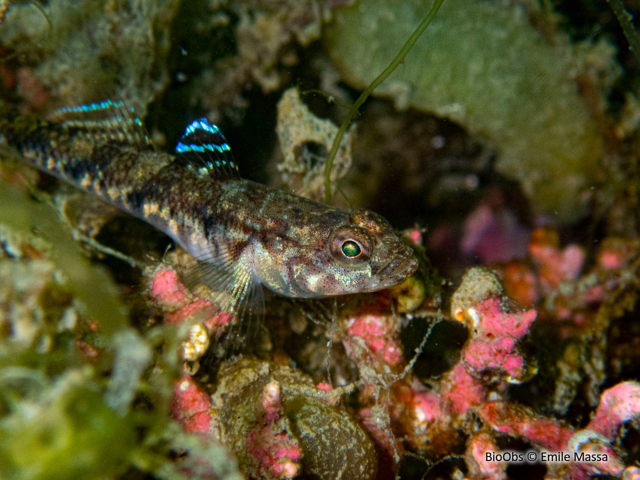Gobie varié - Pomatoschistus pictus - Emile Massa - BioObs