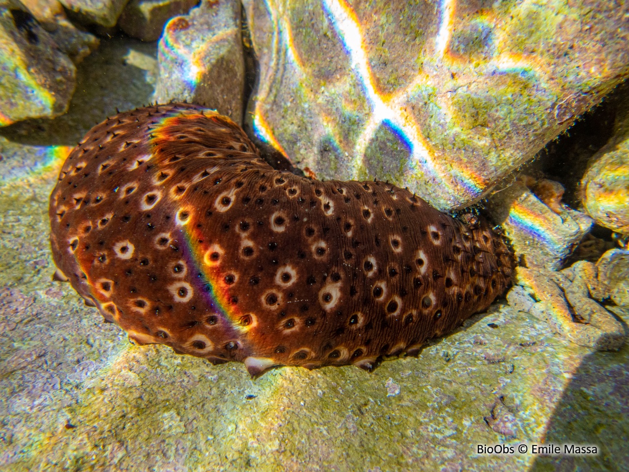 Concombre cracheur marron - Holothuria (Platyperona) sanctori - Emile Massa - BioObs