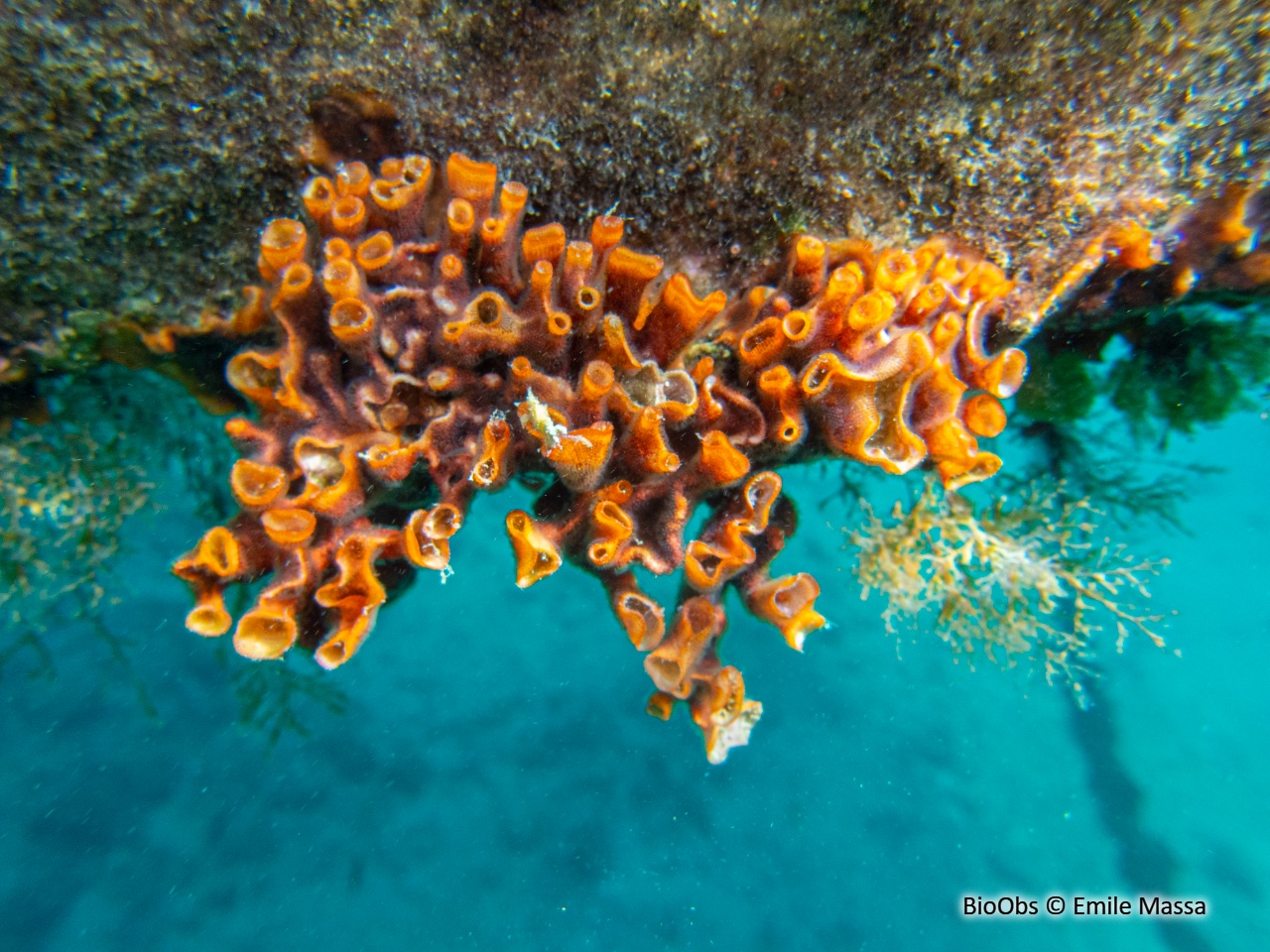 Schizoporella brun - Schizoporella errata - Emile Massa - BioObs