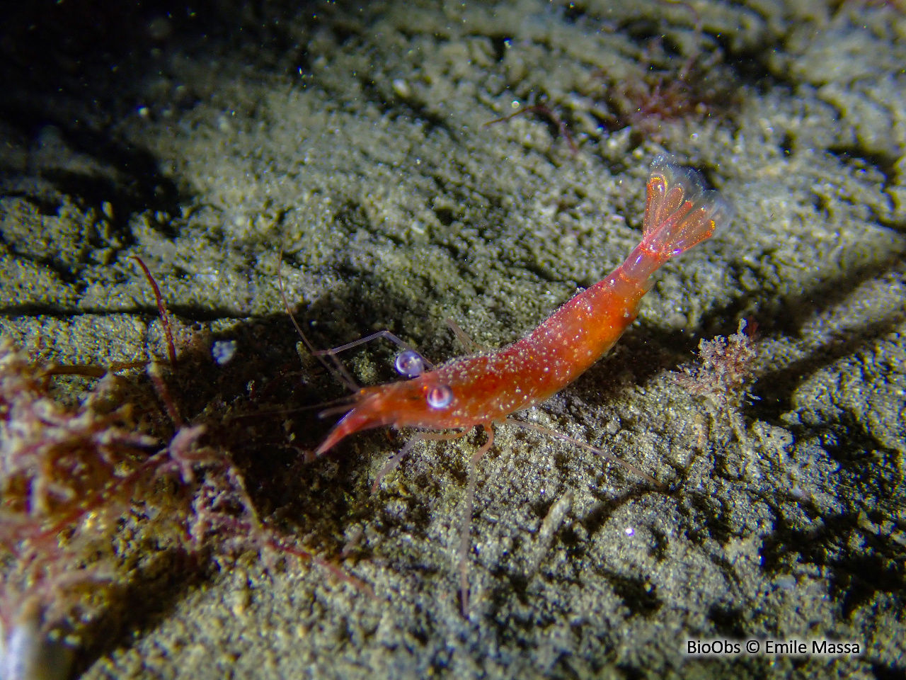 Crevette autruche comestible - Processa edulis edulis - Emile Massa - BioObs